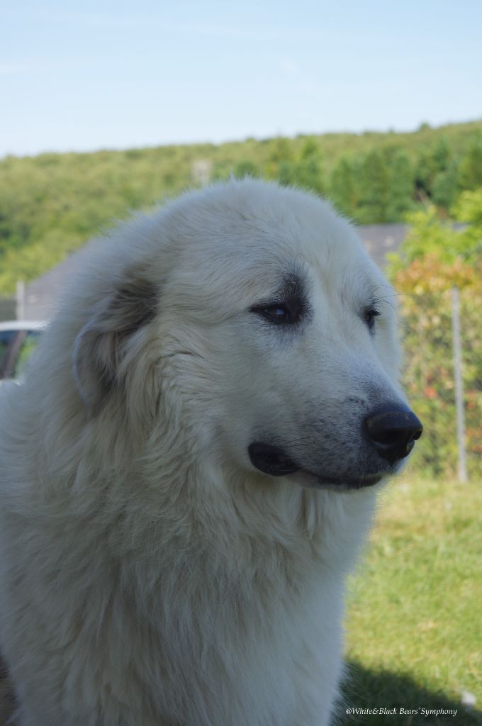 White And Black Bears' Symphony Open your eyes