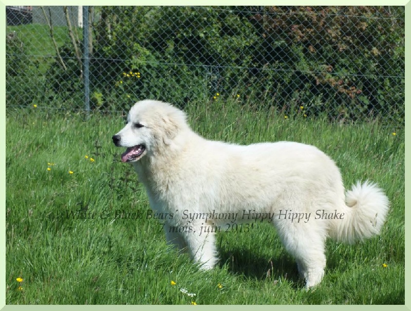 White And Black Bears' Symphony Hippy hippy shake