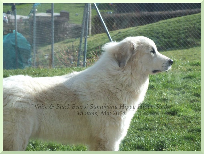 White And Black Bears' Symphony Hippy hippy shake