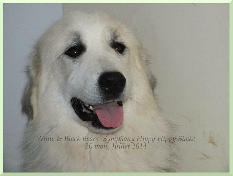 White And Black Bears' Symphony Hippy hippy shake