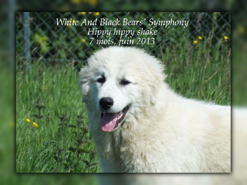 White And Black Bears' Symphony Hippy hippy shake