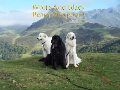 White And Black Bears' Symphony