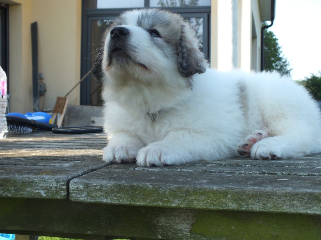 White And Black Bears' Symphony - Chiot disponible  - Chien de Montagne des Pyrenees