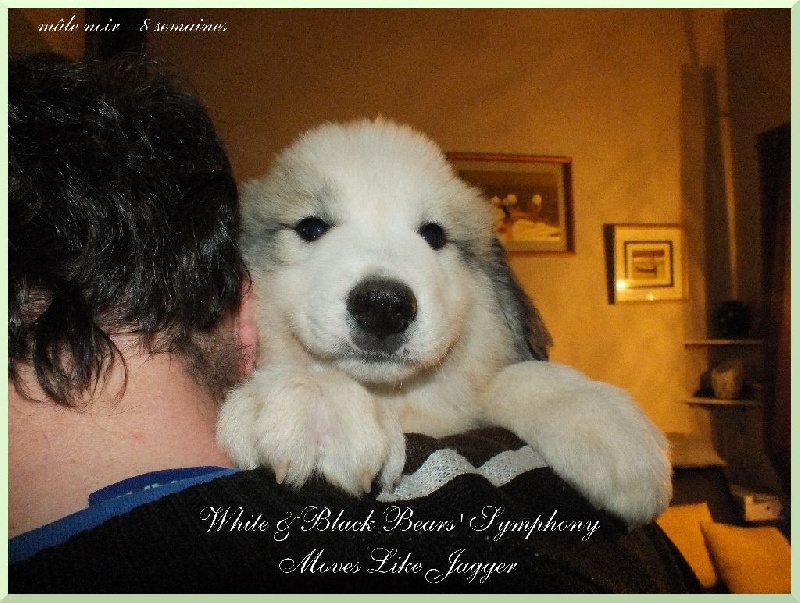 White And Black Bears' Symphony - Chien de Montagne des Pyrenees - Portée née le 29/02/2016