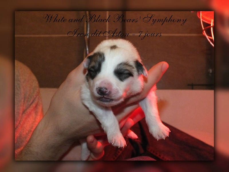 White And Black Bears' Symphony - Chien de Montagne des Pyrenees - Portée née le 30/12/2013