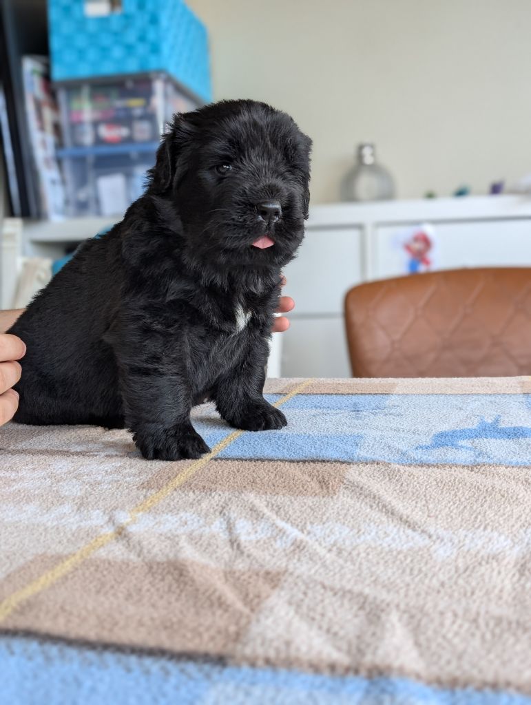 White And Black Bears' Symphony - Chiots disponibles - Terre-neuve
